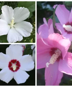 Rose of Sharon Hibiscus Seed Mix - 90+ Seeds - White, Red, Pink Variety