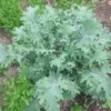 Russian Red Kale Seeds - 200 Seeds - Winter Hardy Kale