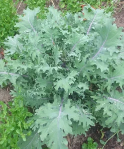 Russian Red Kale Seeds - 200 Seeds - Winter Hardy Kale