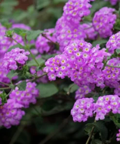 Lantana Trailing Lavender Set - Two 4-inch Potted Plants for Outdoor Planting