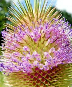 Purple Teasel Flower Seeds Dipsacus Fullonum - 100 Wildflower Seeds