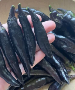 Murasaki Sweet Purple Pepper Seeds - Rare Heirloom Variety - 20 Seeds