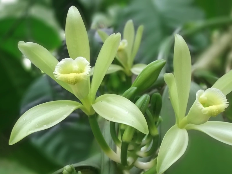 The Ultimate Guide to Vanilla Bean Orchid Plant Care: Tips and Tricks