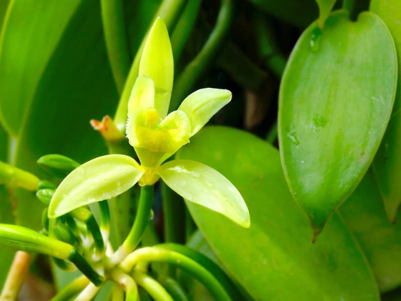 The Ultimate Guide to Vanilla Bean Orchid Plant Care: Tips and Tricks