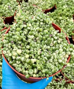 Variegated String of Pearls Trailing Succulent Plant 2 4 6 inch Pot