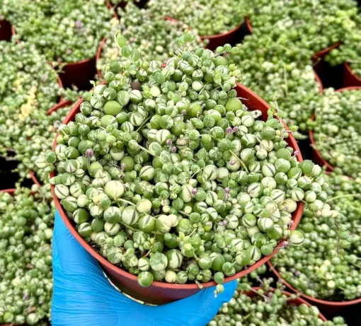 Variegated String of Pearls Trailing Succulent Plant 2 4 6 inch Pot