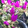 Blueberry Ice Bougainvillea Plant 4 inch Nursery Pot - Starter Plant