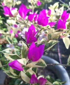 Blueberry Ice Bougainvillea Plant 4 inch Nursery Pot - Starter Plant