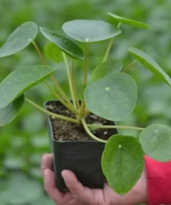 Live Chinese Money Plant Pilea Peperomioides 4-inch Potted Indoor Plant