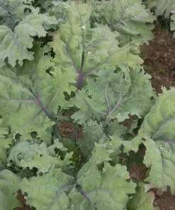 Russian Red Kale Seeds - 200 Seeds - Winter Hardy Kale