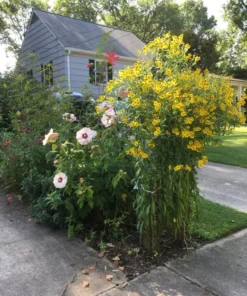Yellow Sneezeweed Seeds - Helenium Autumnale - 100 Seeds - 2025 Crop