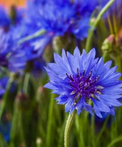 Blue Bachelor Button Cornflower Live Plant - 3 inch Pot
