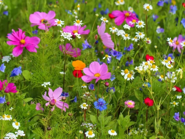 Planting Wildflower Seeds in Spring for a Vibrant Garden This Summer