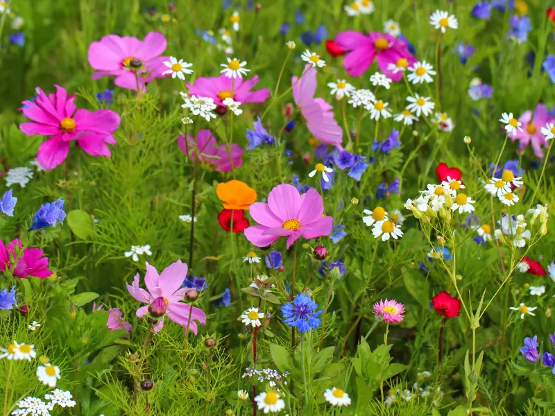 Planting Wildflower Seeds in Spring for a Vibrant Garden This Summer