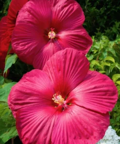 Hibiscus Luna Rose Starter Plant 6-8 inch Live Hardy Hibiscus