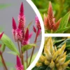 Flamingo Feather Celosia Spicata Seeds - Wheat Flower - Mixed Colors