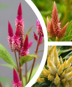Flamingo Feather Celosia Spicata Seeds - Wheat Flower - Mixed Colors