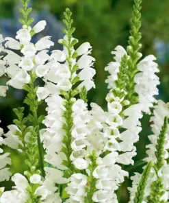 Obedient Plant White Seeds - 100 Seeds - Fresh Harvest
