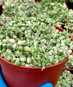 Variegated String of Pearls Trailing Succulent Plant 2 4 6 inch Pot