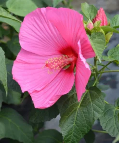 Hibiscus Luna Rose Starter Plant 6-8 inch Live Hardy Hibiscus