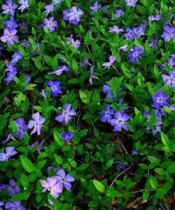 50 Vinca Minor Plants Periwinkle Creeping Myrtle Perennial Evergreen Ground Cover - Bareroots