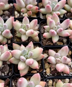 Pachyphytum Compactum Rose Plant - Little Jewel Pink Succulent 2