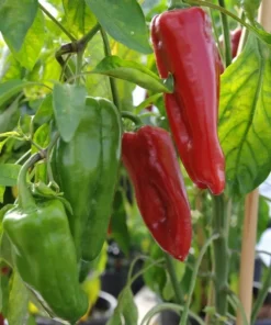 Sweet Red Marconi Pepper Seeds Heirloom Container Variety