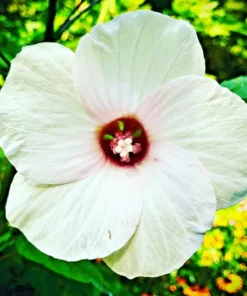 Swamp Rose Mallow Seeds - Hardy Hibiscus Moscheutos Crimson-eyed Rose - 60 White Seeds
