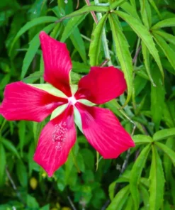 Texas Star Hibiscus Red Seeds - Hibiscus Coccineus - 30 Seeds, 2025 Crop