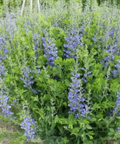Blue False Indigo Seeds - Baptisia australis - 40+ Seeds - Perennial Flower