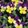 Johnny Jump Up Viola Seeds - 150+ Seeds for Planting