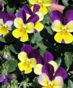 Johnny Jump Up Viola Seeds - 150+ Seeds for Planting