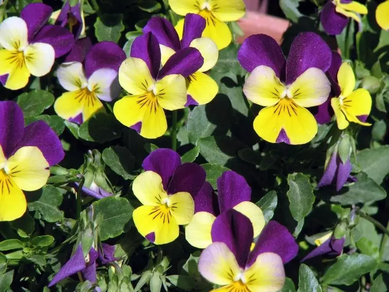 Johnny Jump Up Viola Seeds - 150+ Seeds for Planting