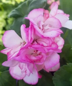 GERANIUM Tango Strawberry Ice Plant - 4