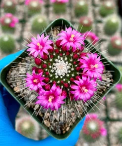 Mammillaria Spinosissima Cactus - Live Plant 4 Inch Pot Fully Rooted