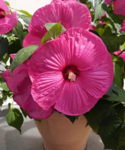 Hibiscus Luna Rose Starter Plant 6-8 inch Live Hardy Hibiscus