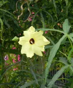 Abelmoschus Manihot Seeds - Yellow Hibiscus, 2025 Crop