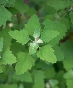 Lambs Quarter Seeds - Wild Spinach Goosefoot - 400+ Seeds