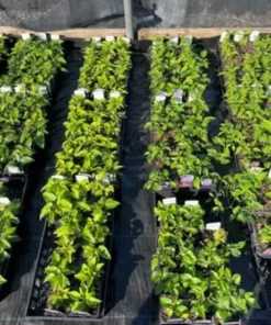 Sweet Autumn Clematis Vine - Fragrant White Flowers - 4 inch Pot - Climbing