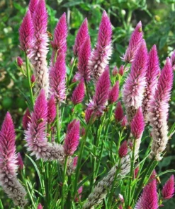 Flamingo Feather Celosia Spicata Seeds - Wheat Flower - Mixed Colors