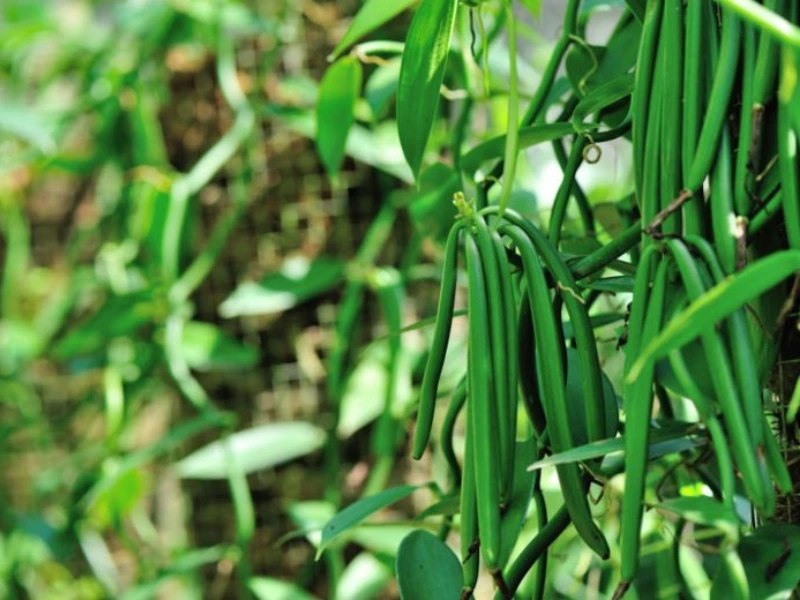 The Ultimate Guide to Vanilla Bean Orchid Plant Care: Tips and Tricks