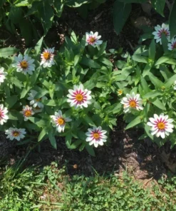Zahara Starlight Rose Zinnia Seeds - 50+ Seeds - Free Shipping