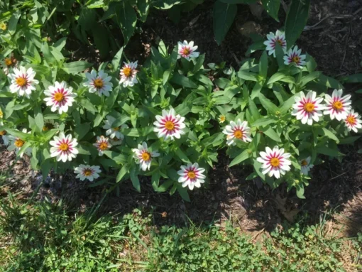 Zahara Starlight Rose Zinnia Seeds - 50+ Seeds - Free Shipping