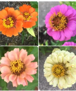 Zinnia Flower Seeds - 100 Tall Mixed Colors - Free Shipping