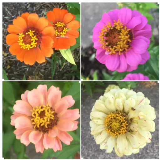 Zinnia Flower Seeds - 100 Tall Mixed Colors - Free Shipping