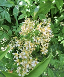 Nandina Domestica Heavenly Bamboo Bush Seeds - 25 Seeds Pack