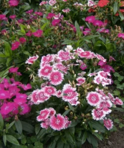 Sweet William Dianthus Barbatus Seeds - 300+ Heirloom Flower Seeds