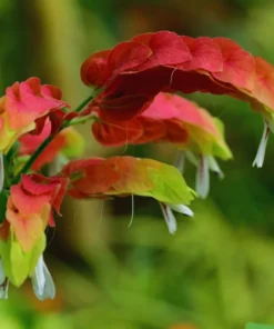 Red Shrimp Plant Live - 2 Well-Rooted Plants 4-6 Inches - Garden Ready