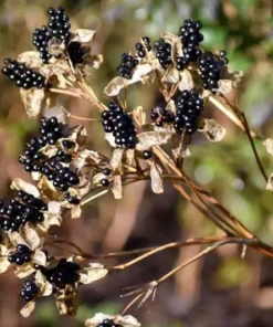 Blackberry Lily Seeds - Belamcanda chinensis / Iris domestica - 30+ Seeds