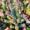 Baby Necklace Succulent Plant - Live Succulent - Easy Care Indoor Plant